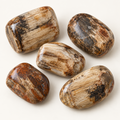 Petrified Wood Tumble